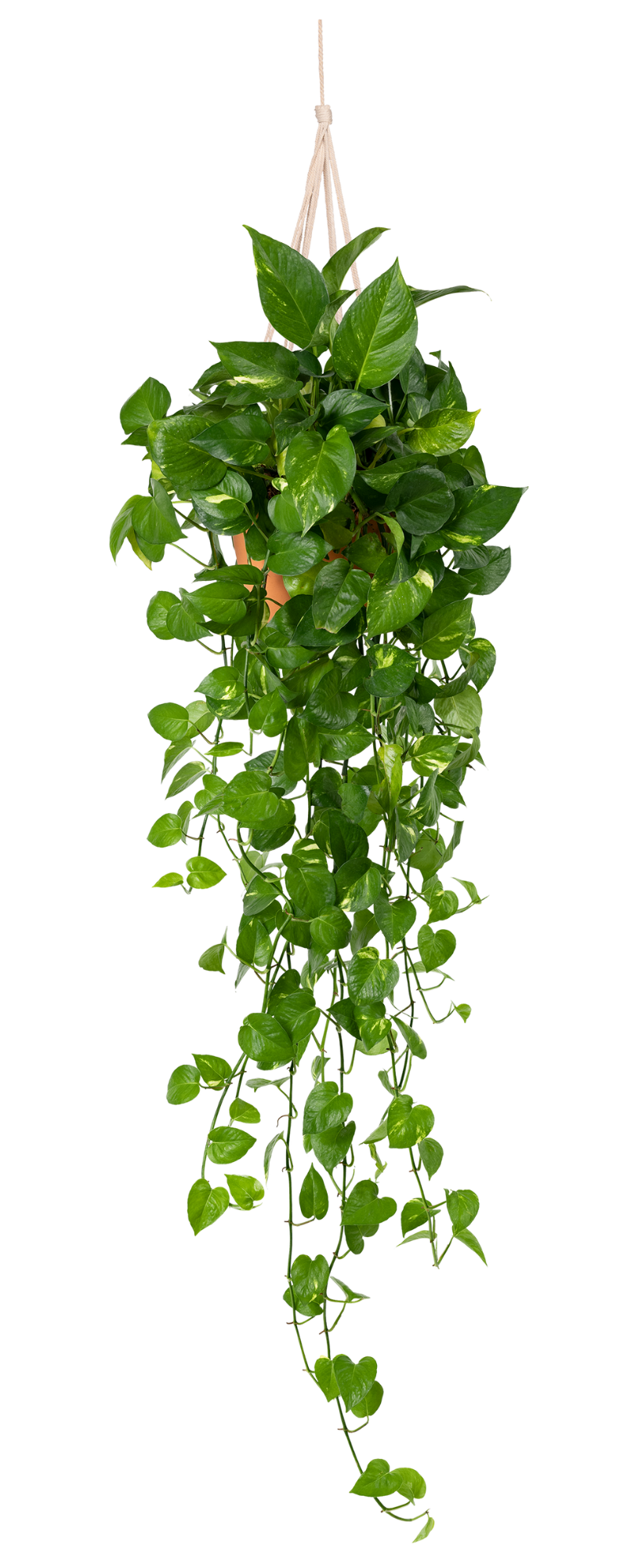 Plante 2